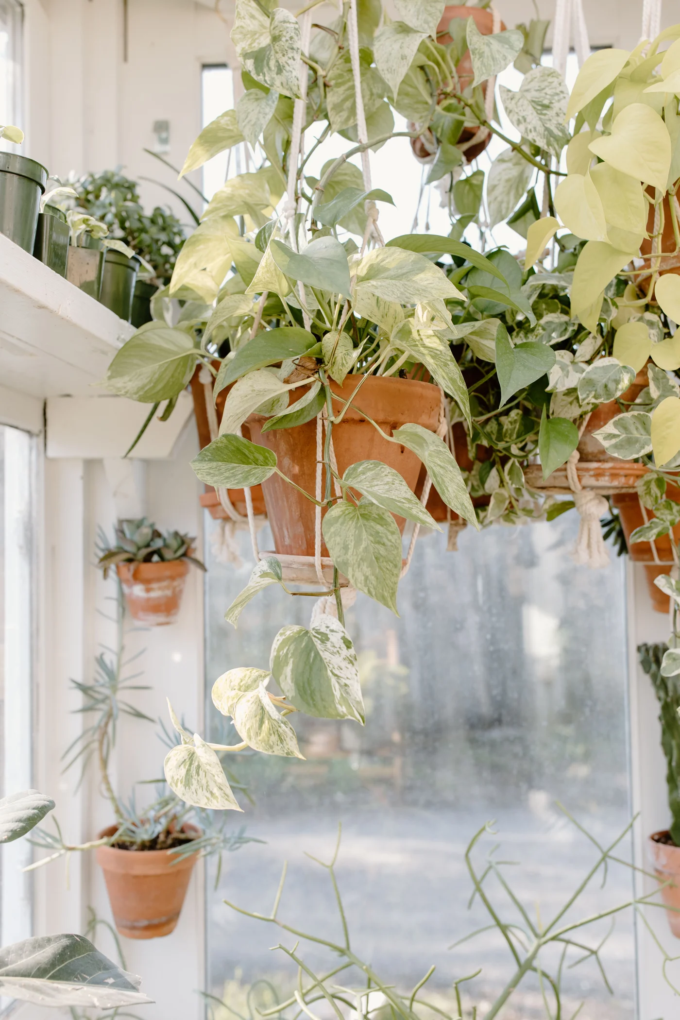 Variegated pothos trailing from a terracotta hanging pot near windows