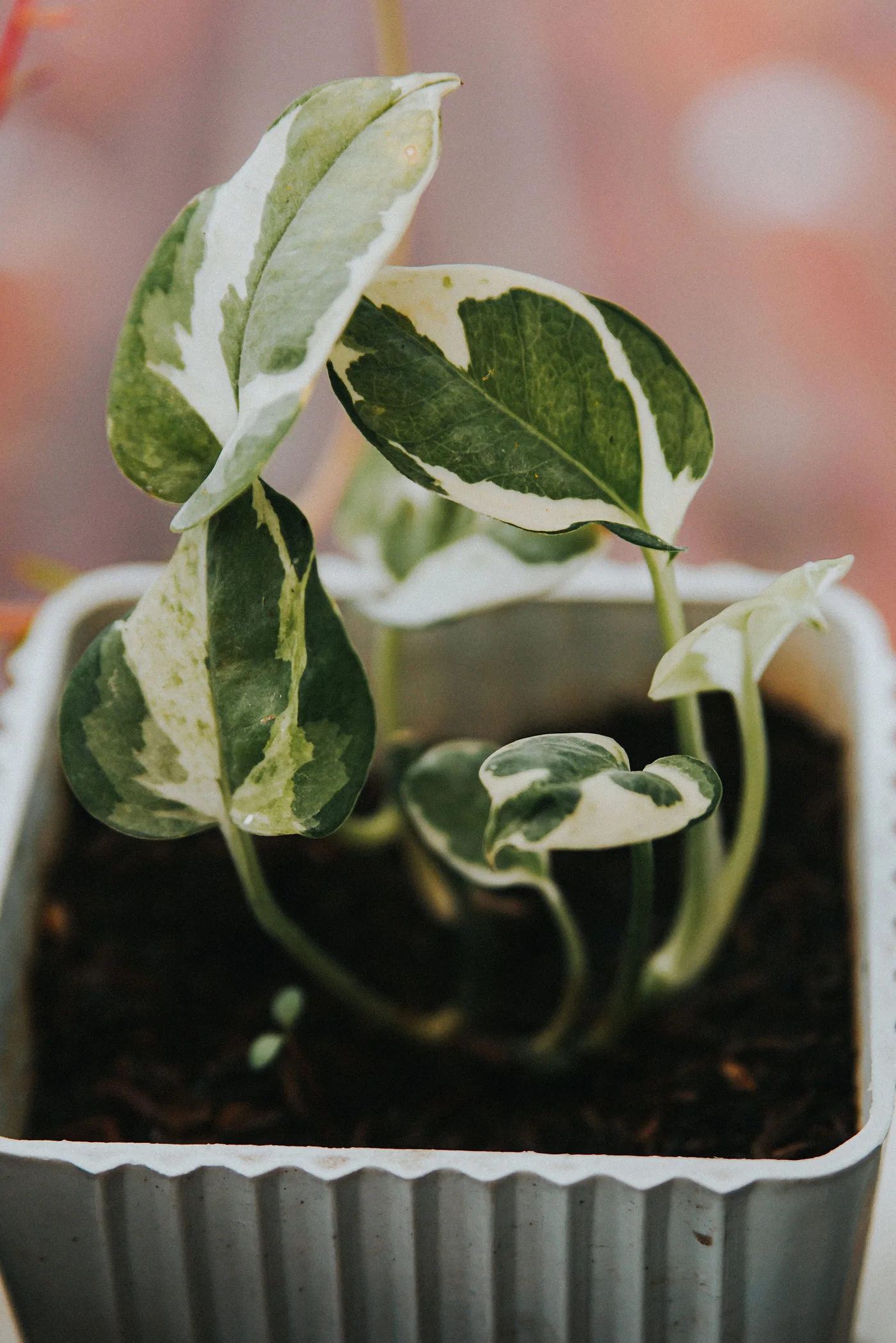Green and cream variegated pothos leaves in a white textured planter