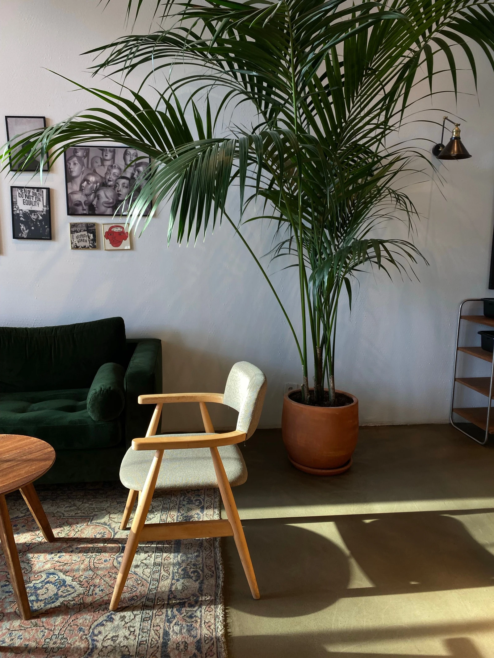 A green sofa and timber armchair beside a tall potted palm in a real living room