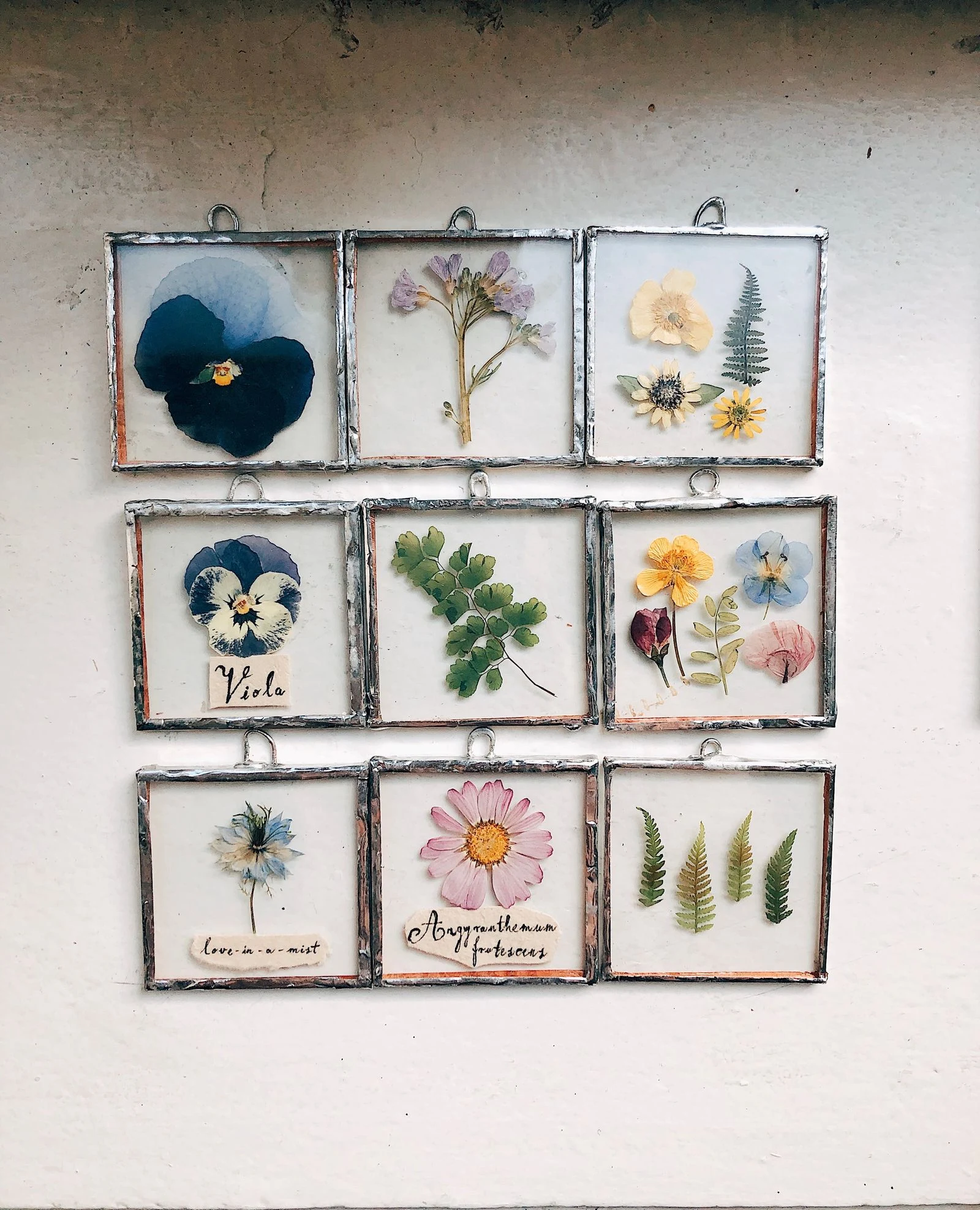 Nine glass frames containing pressed flowers and fern leaves arranged in a three-by-three gallery on a textured wall