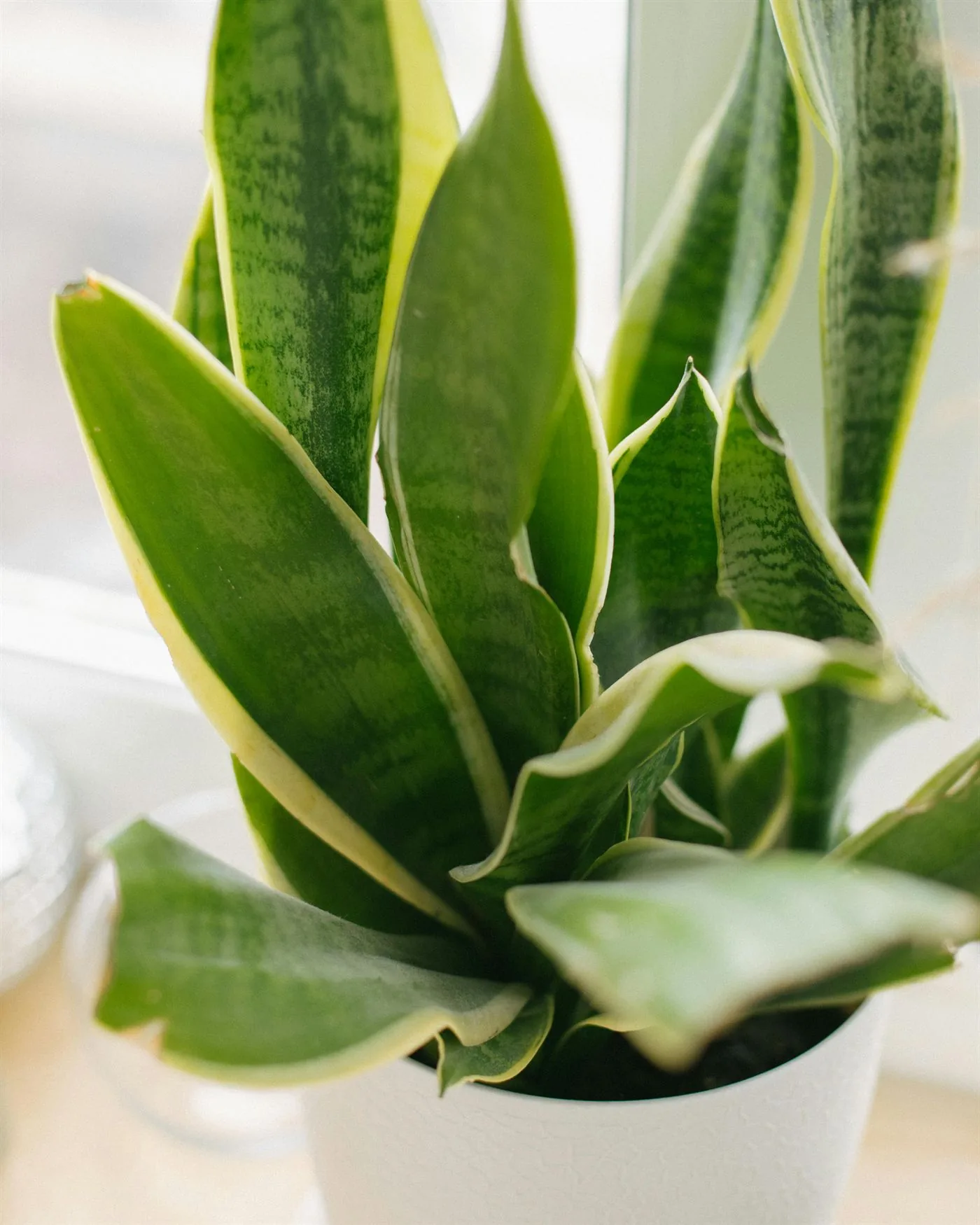 Close-up of a healthy snake plant with upright leaves