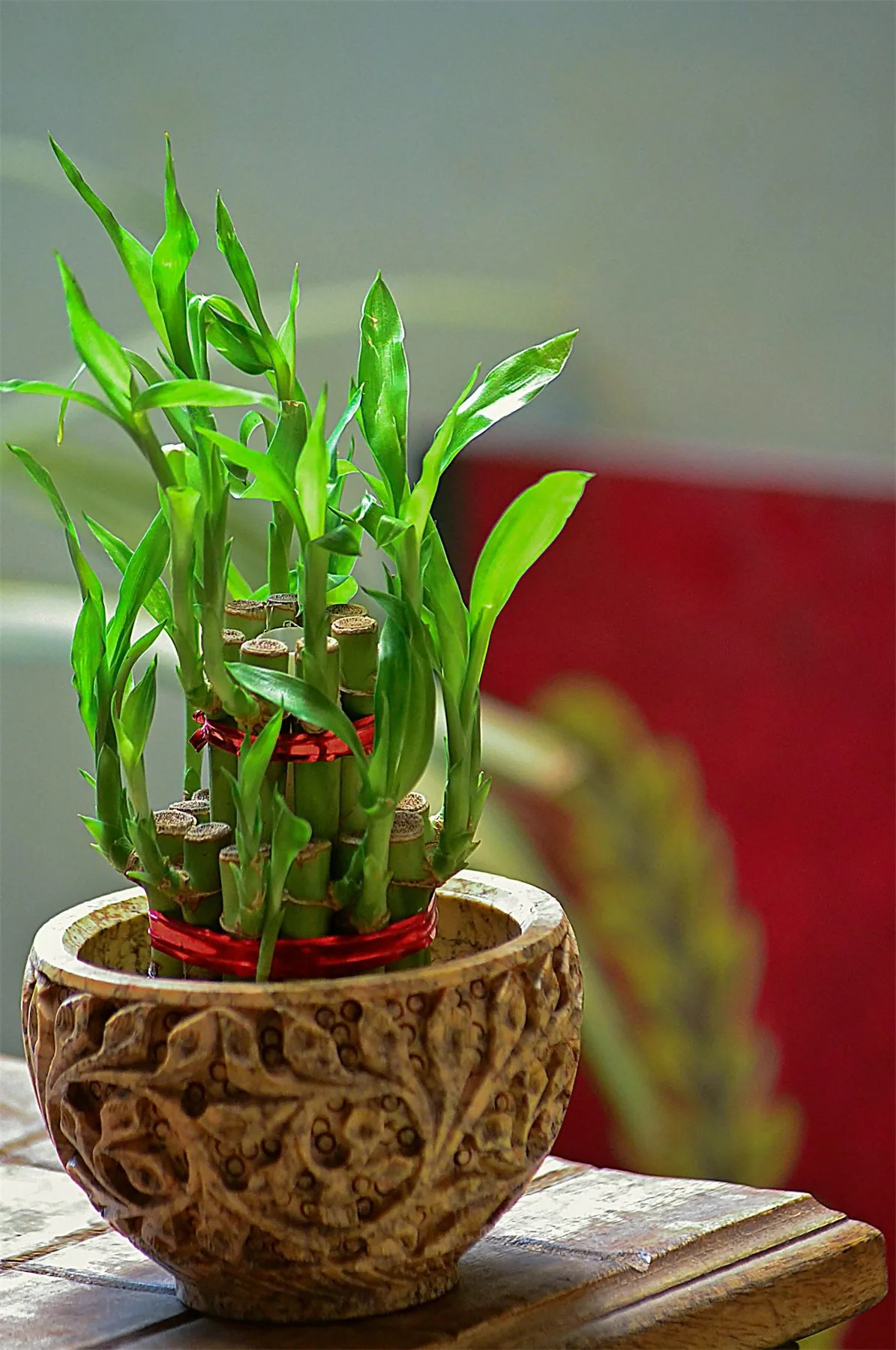 Lucky bamboo plant in a simple pot for a compact office shelf