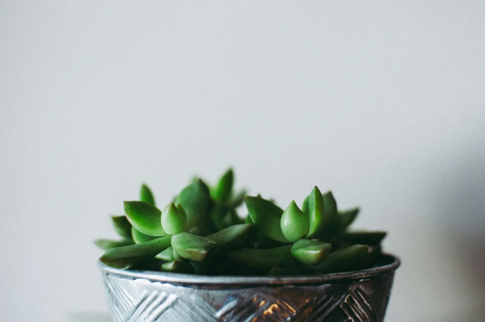 Healthy jade plant in a patterned pot with soft bright background