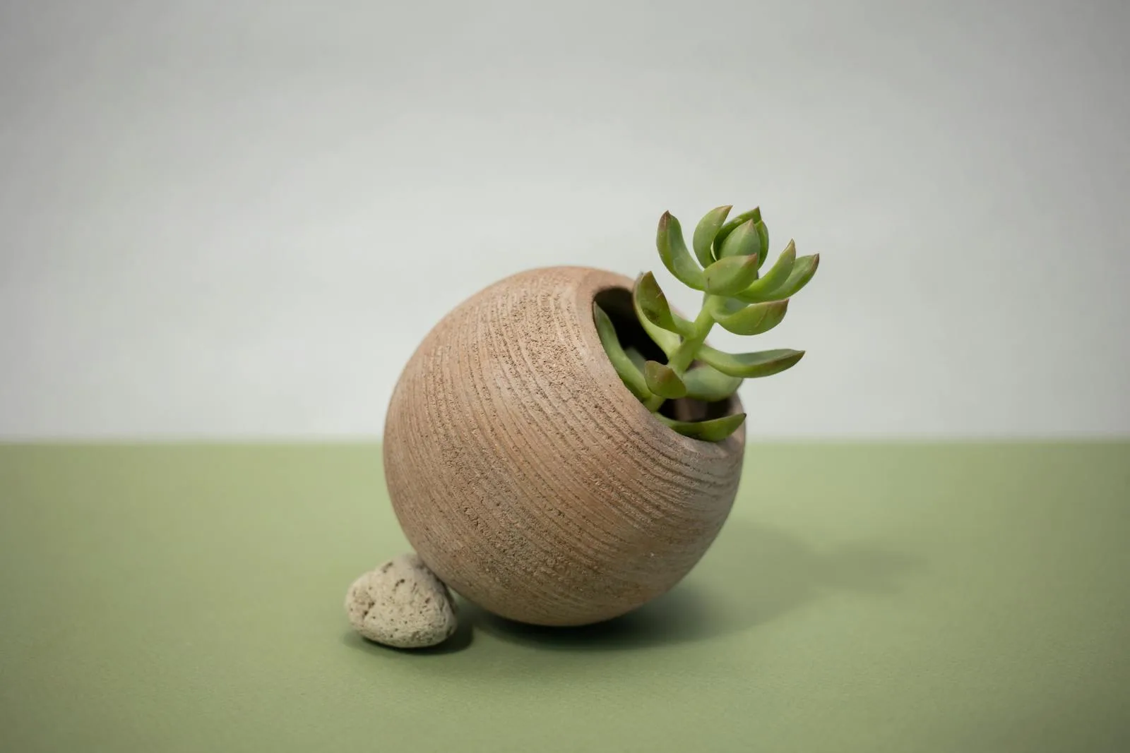 Compact jade plant in a simple clay pot for a small desk