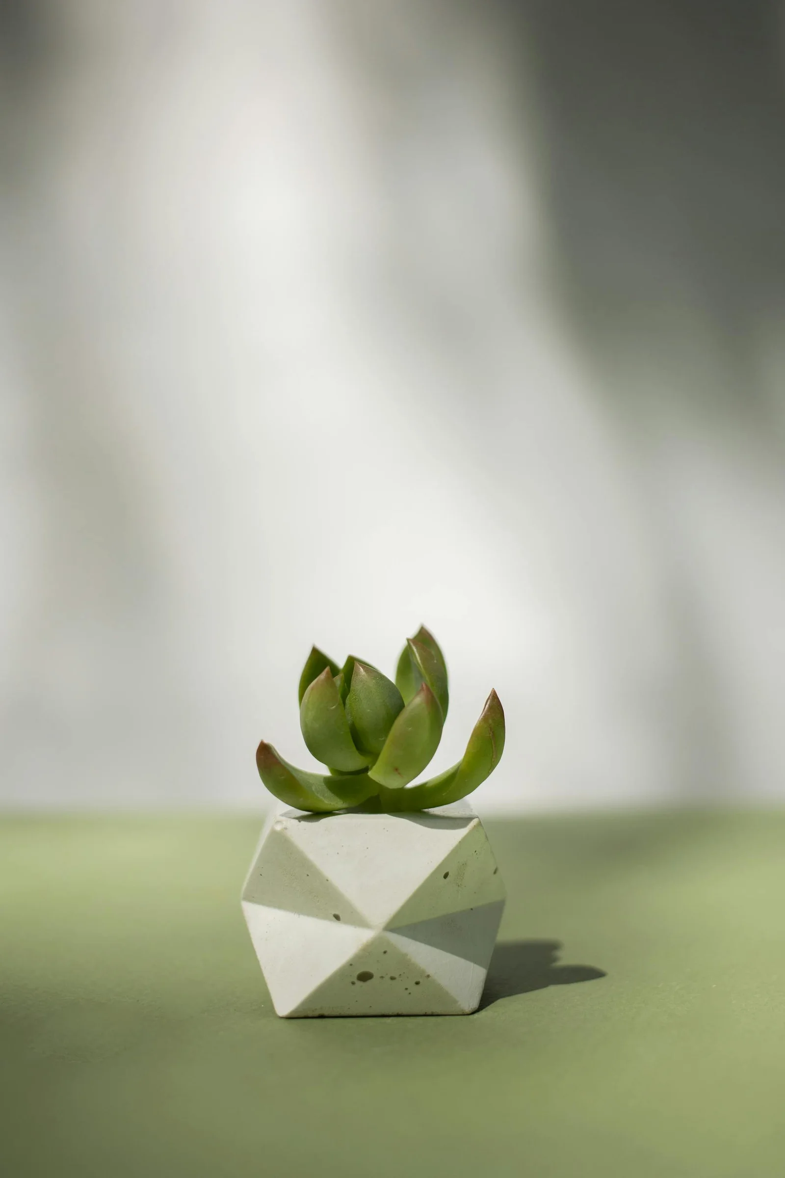 Small jade plant in a white geometric pot against a soft green background