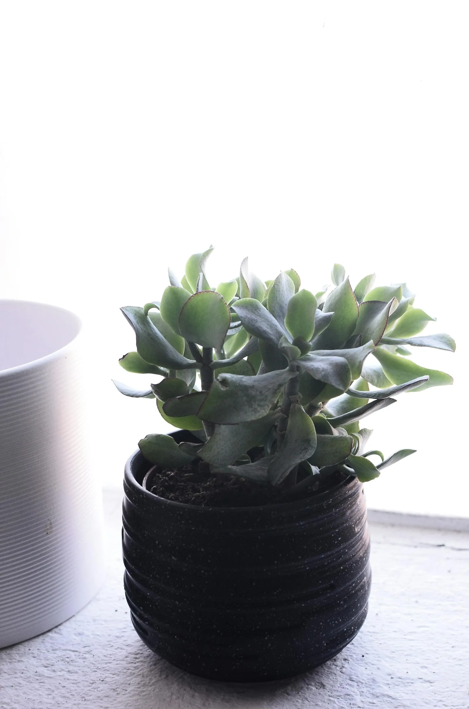 Jade plant near a bright windowsill with soft natural light