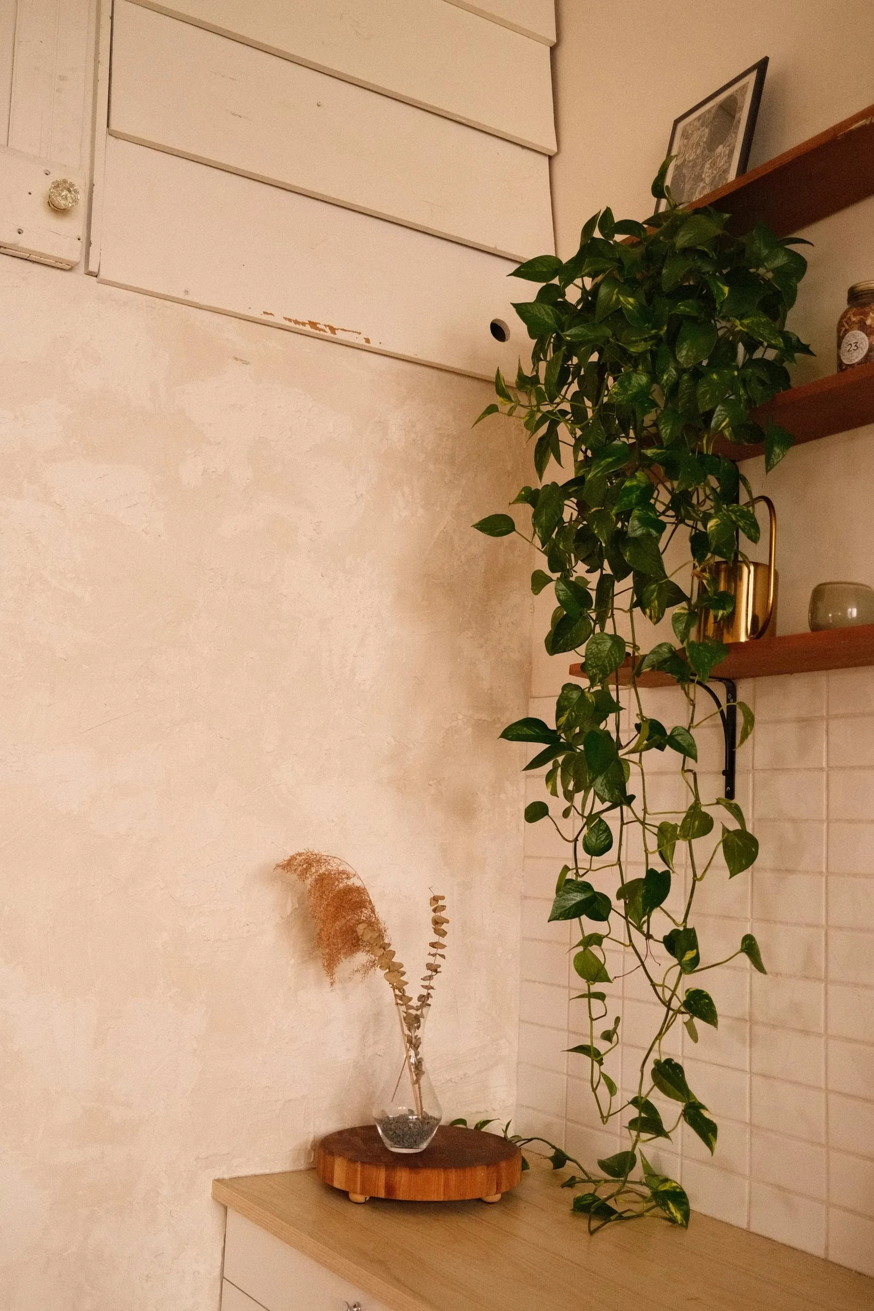 Tall leafy plant in warm window light giving a room a believable green anchor