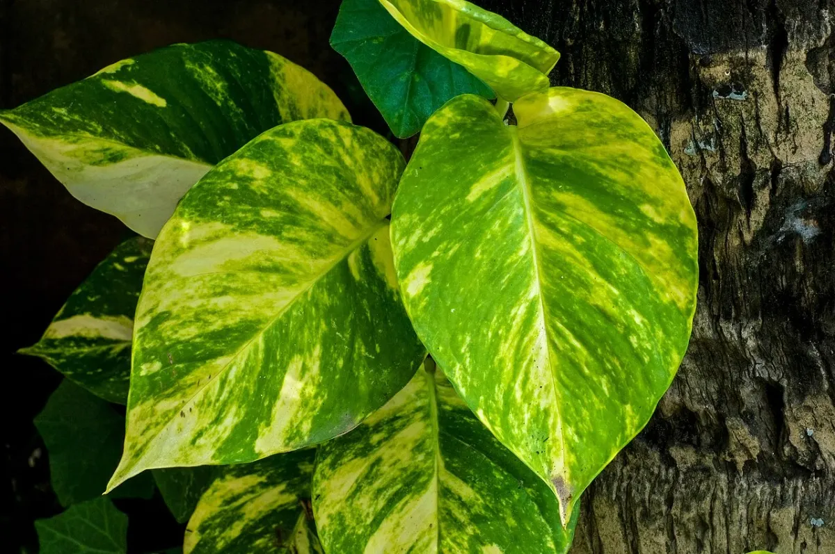 Golden pothos leaves, Epipremnum aureum