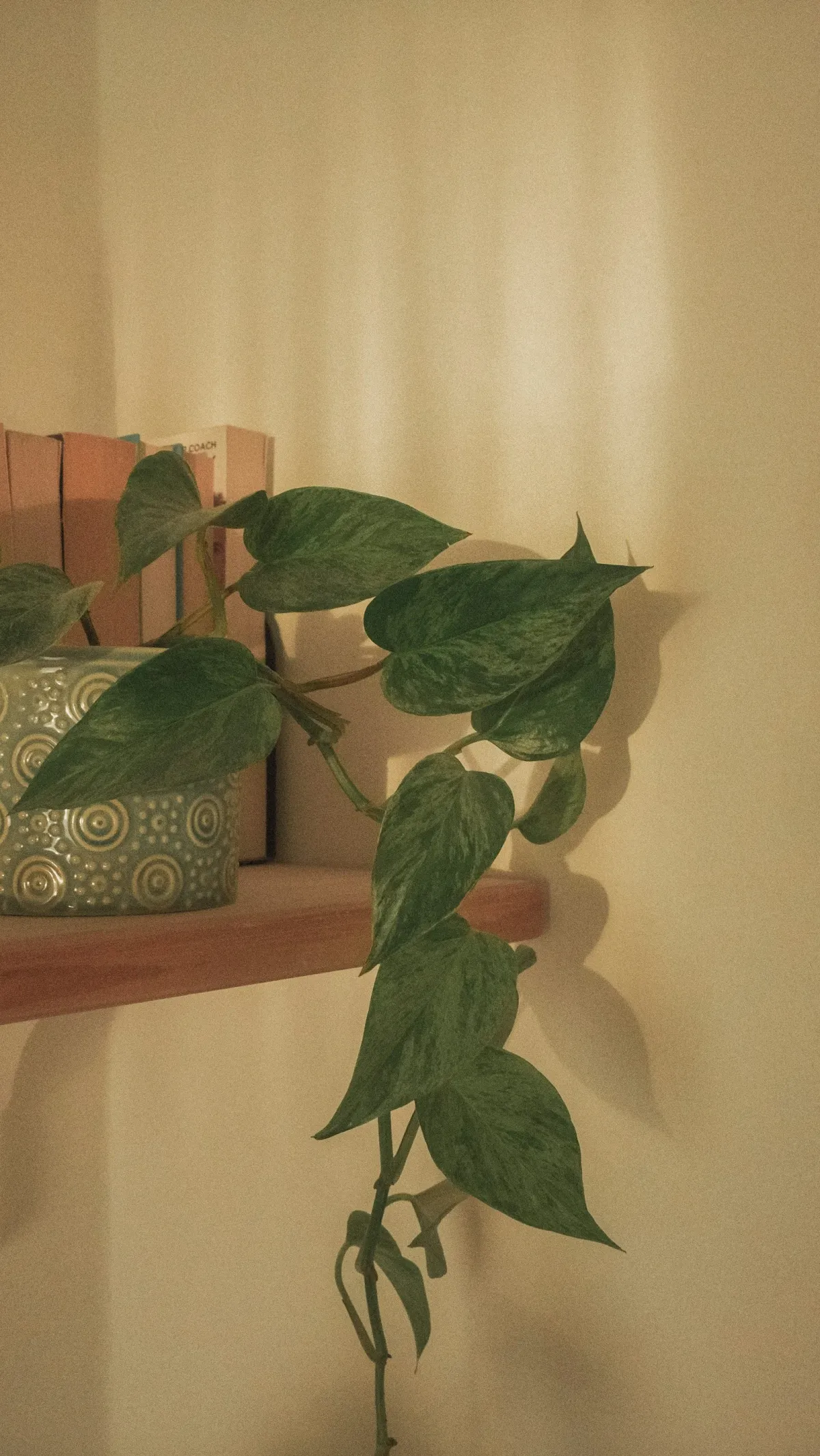 Trailing pothos in a patterned pot beside books on a shelf