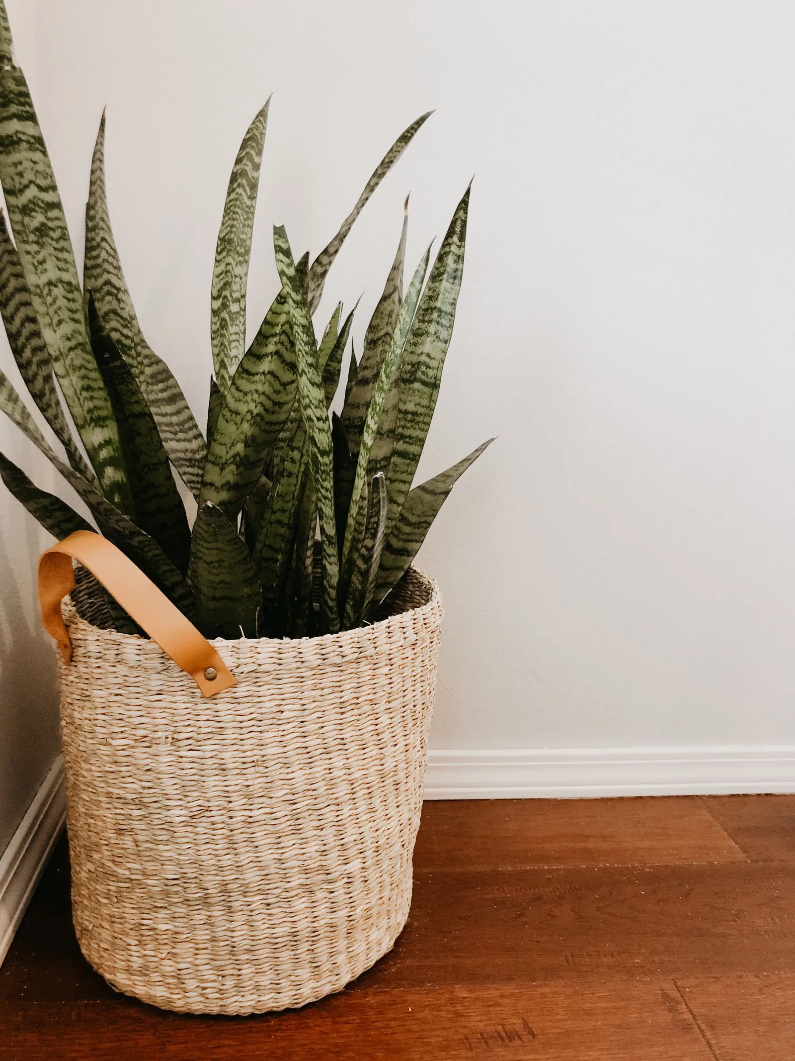 Tall snake plant in a woven floor basket against a plain wall
