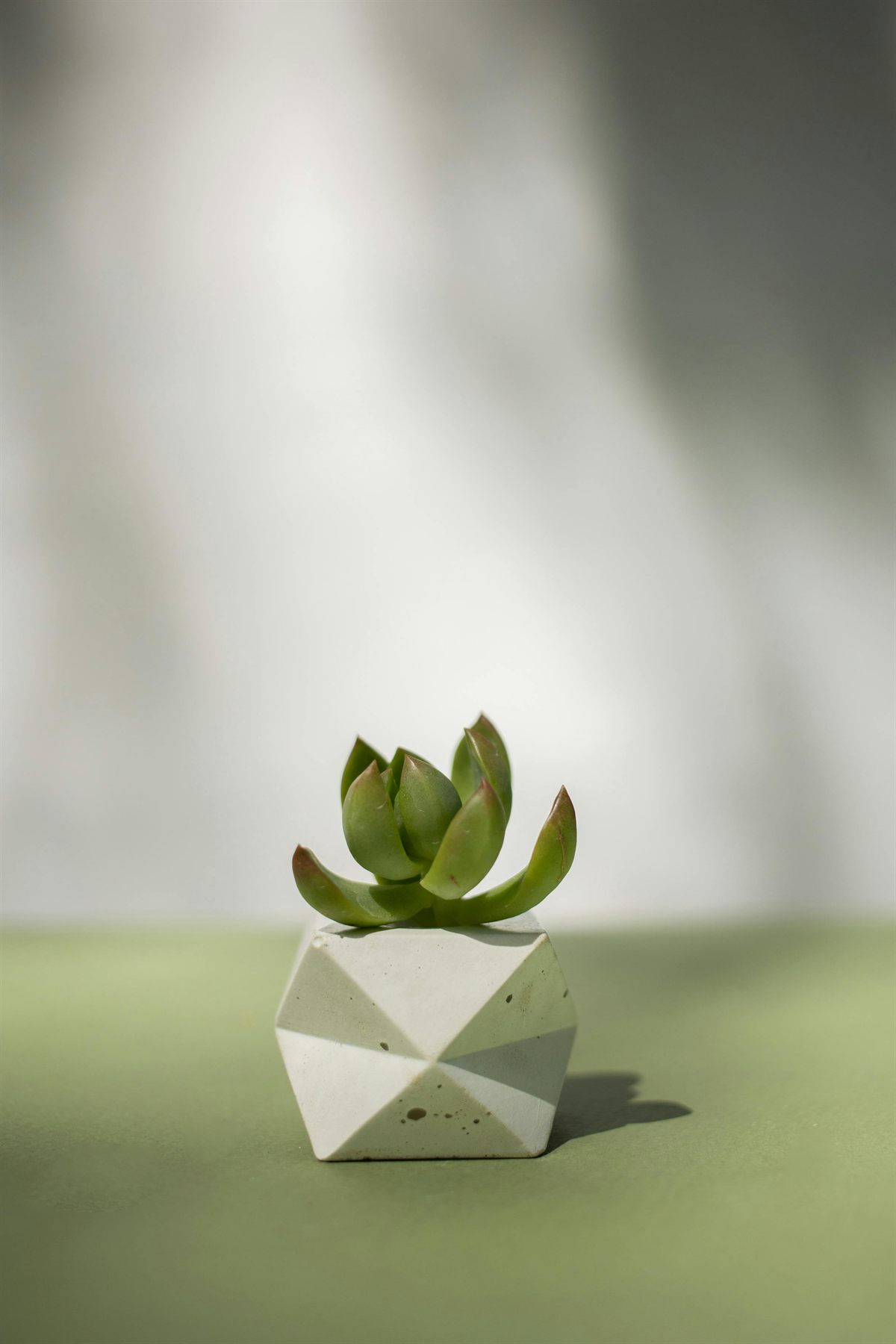 Small succulent in a geometric ceramic planter on a soft green surface