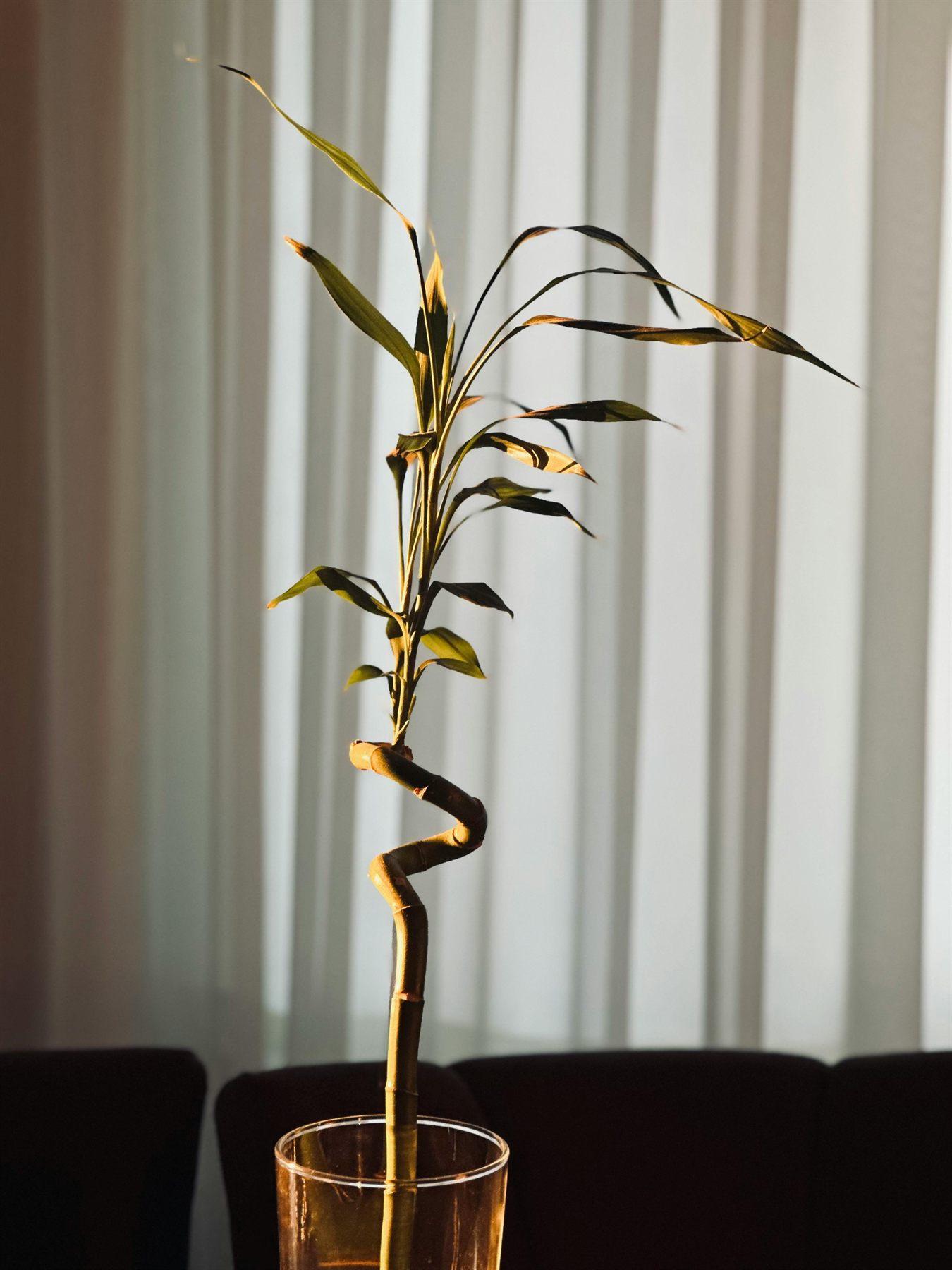 Lucky bamboo arrangement on a tidy table with warm natural light